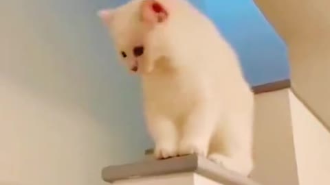 Funny cat edit