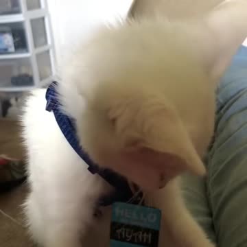 Caty Dont Want Her Belt