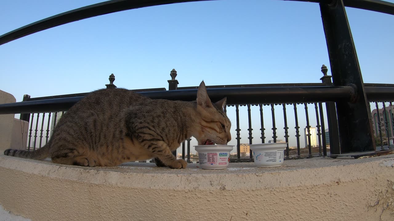 MICHAEL JACKSON - Homeless cat in Ras Al Khaimah, UAE #cat #cats #MichaelJackson #emirates #ae #UAE