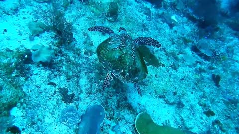 Beautiful world view under the sea