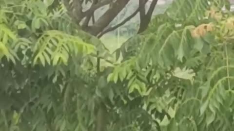 nice weather green