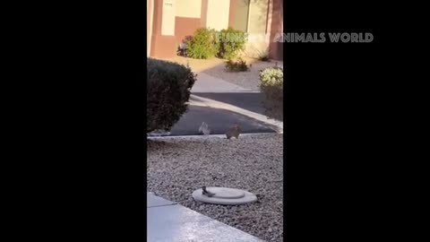 Funny Animal Video #2