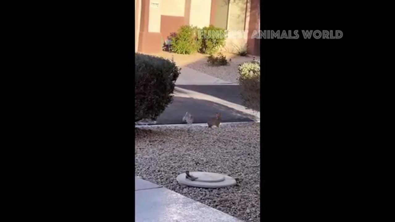 Funny Animal Video #2