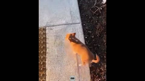 FUNNY ANIMAL VIDEOS , ADORABLE PATES WHO CANT STAY OUT OF TROUBLE