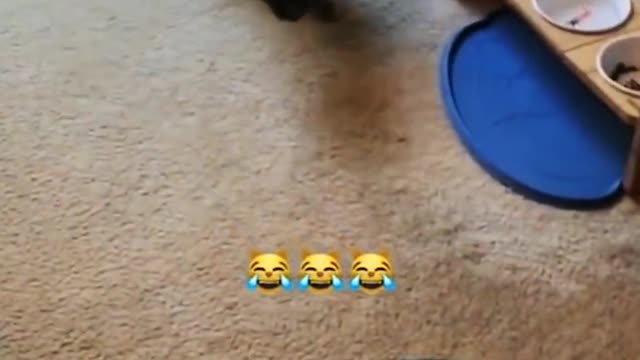 Episode 3 | Cure unhappy, cat funny video Cat star people hilarious video