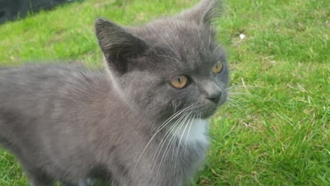 my funny cat part 9