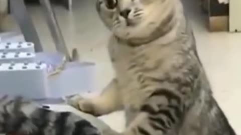 Funny cats video of week