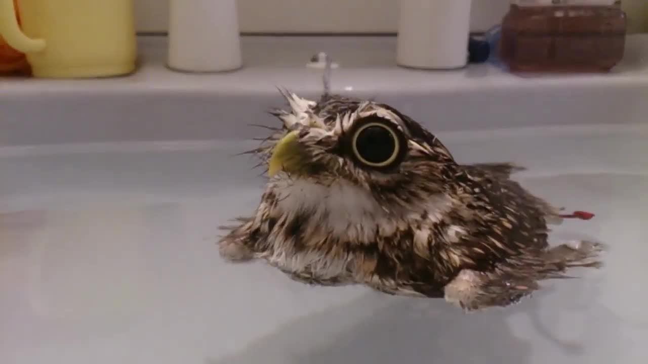 CUTE OWL TAKING A BATH