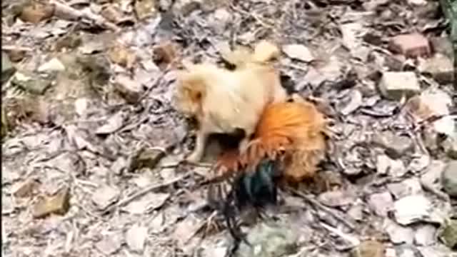 Chicken vs Dog fight 🤣