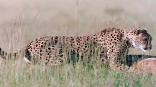 Leopard vs dear.