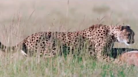 Leopard vs dear.