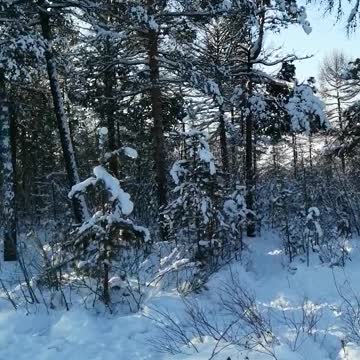 Beautiful forest in the winter.