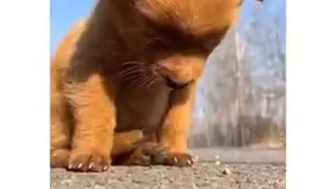 Awesome Funny Pet Animals Life Videos 😇# shorts video funny 2021 NINENG FUNNY DOG