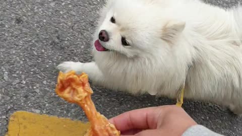 Puppy Seeing Favorite Snack