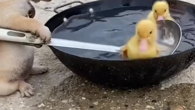 # SOUP WITH CUTENESS 🐶 🐥🐥🦢