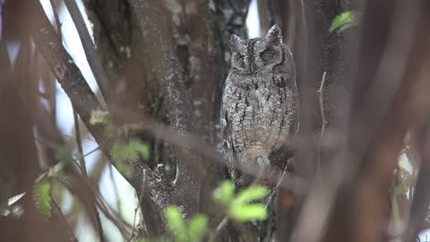 Horned Owl is like a tree