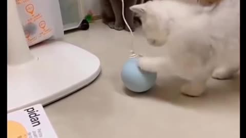 Funny Cat Videos😂😂😂