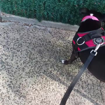 Shadow my neighbors dog