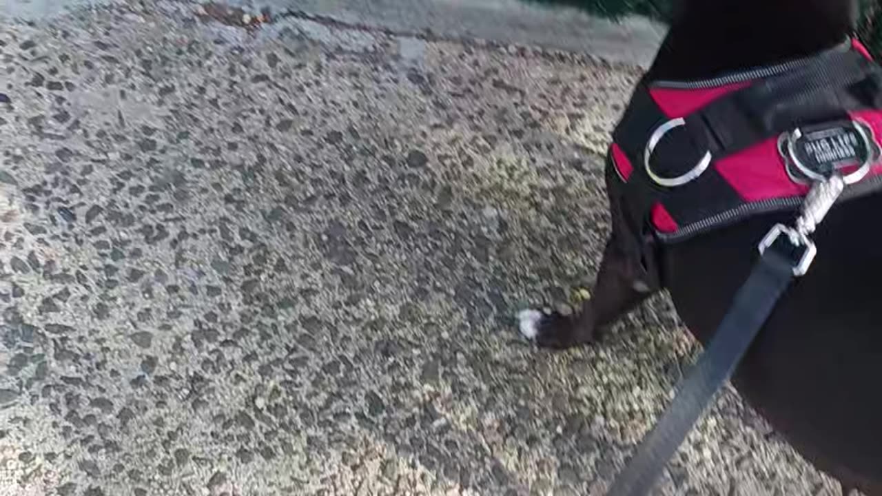 Shadow my neighbors dog