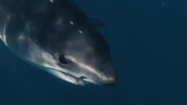 Sharank viral