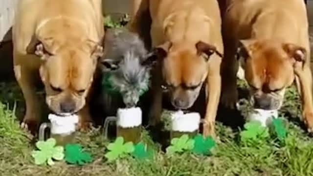 Four search and rescue dogs