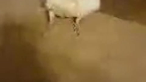PARROT FREAKS OUT AFTER SEEING A FAKE BIRD