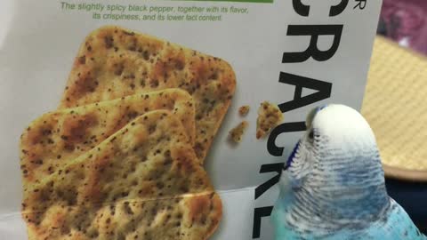 Polly Want a Picture of a Cracker?