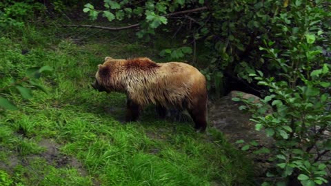 brown bear in the river