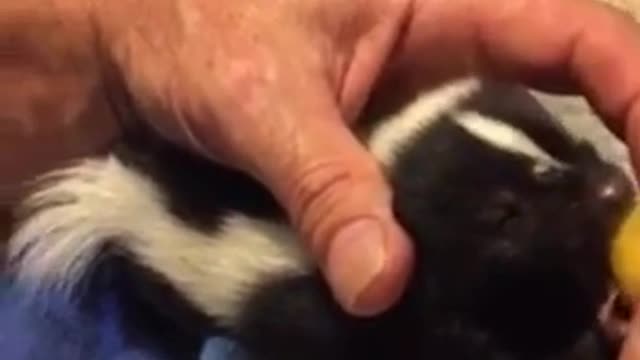 Baby Skunks Bottle Fed After Being Rescued