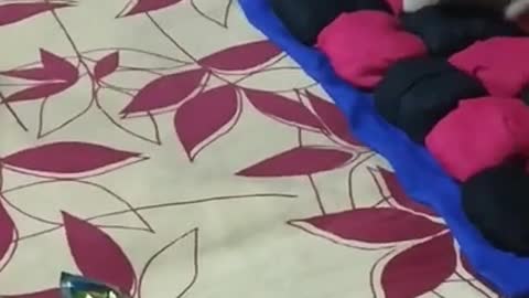 # funny kitten