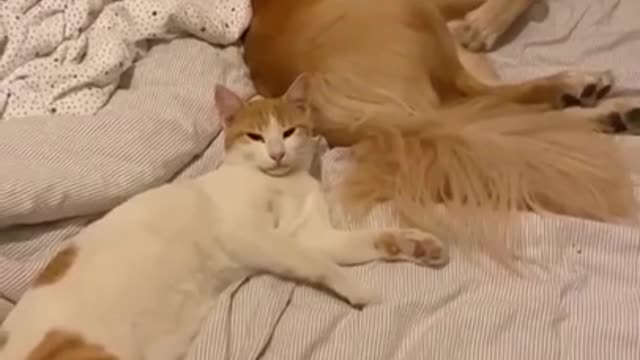 Dog Annoying Cat ★ funny animals ★ cute animals