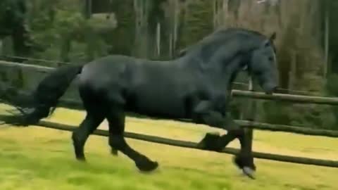 Black Horse #shorts video