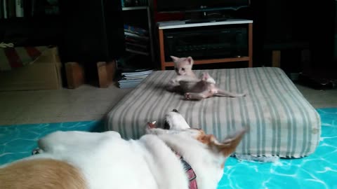 amazing Kitten play like a boxer !