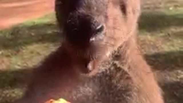 Enjoy some ASMR of a kangaroo munching on sweet potato 🦘🍠