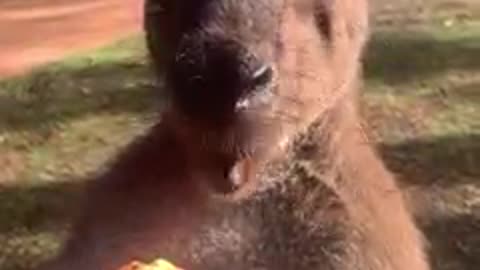 Enjoy some ASMR of a kangaroo munching on sweet potato 🦘🍠