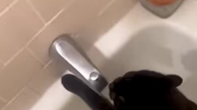 Funny cat