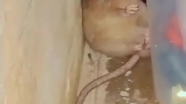 CAT VS MOUSE | HIDING RATS