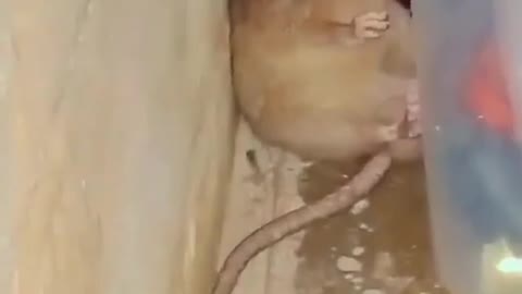 CAT VS MOUSE | HIDING RATS