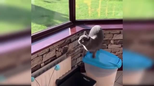 Funny Cats Try Not To Laugh To These Pets Compilation