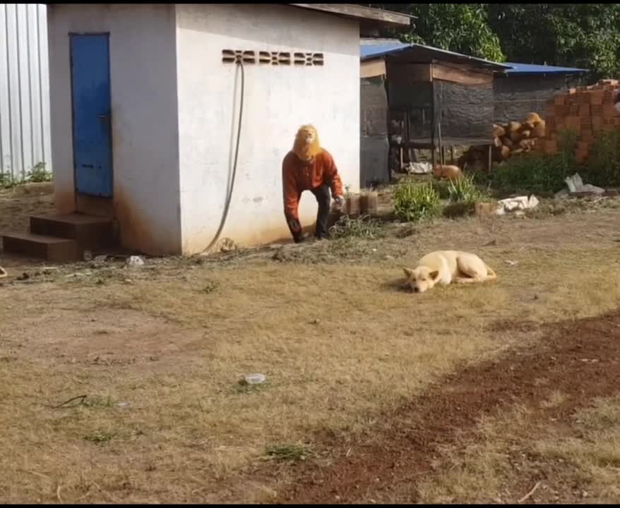 Troll Prank Dog Funny & fake Lion and Fake Tiger Prank To dog & Huge Box Prank