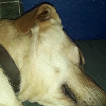 vlog 5 the cute pets