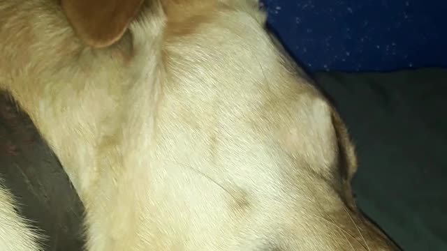 vlog 5 the cute pets