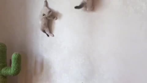 Super funny cat videos