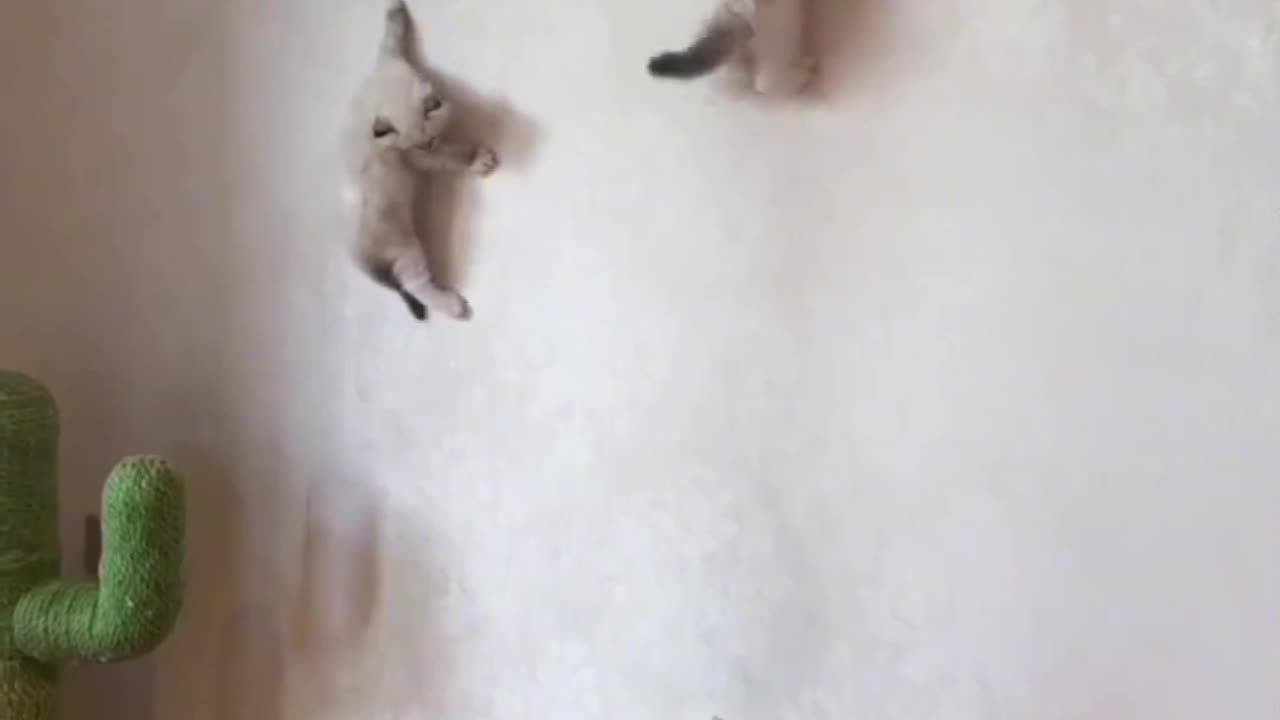 Super funny cat videos