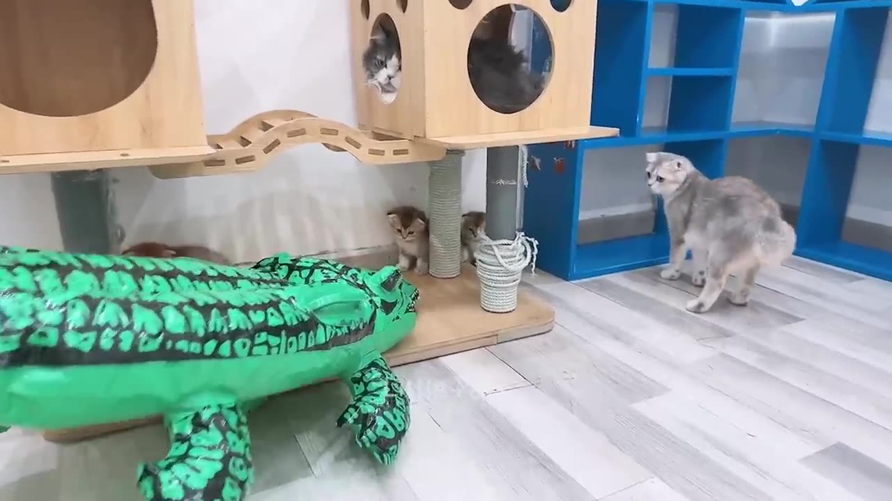 Funny animals doing funny things