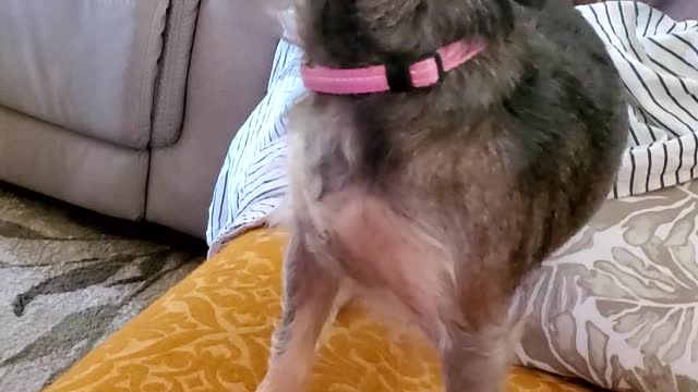 Good Morning "It's Penny"