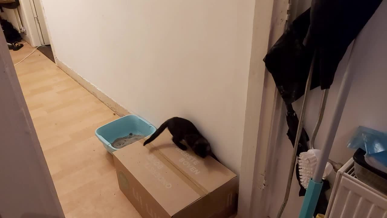 Kitten chases his tail on his favorite box