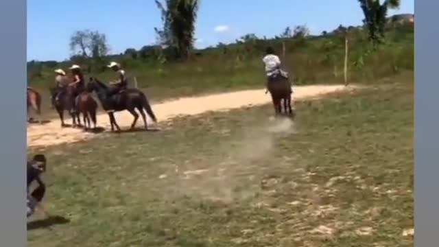 wild horse..