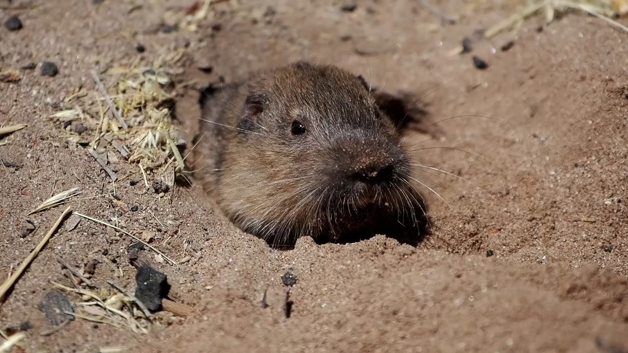 Botta's Pocket Gopher