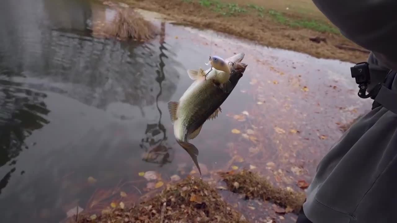 Big Bass Bank fishing